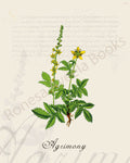 Illustration of an agrimony plant that is a print in an art book on herbs.