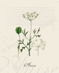 Illustration of an anise plant that is a print in an art book on herbs.
