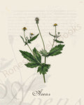 Illustration of an avens plant that is a print in an art book on herbs.