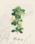 Illustration of a barberry plant that is a print in an art book on herbs.