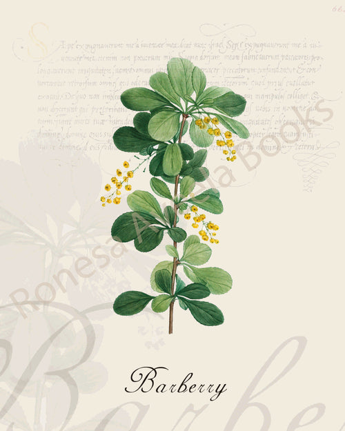 Illustration of a barberry plant that is a print in an art book on herbs.