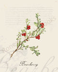 Illustration of a bearberry plant that is a print in an art book on herbs.