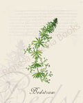 Illustration of a bedstraw plant that is a print in an art book on herbs.