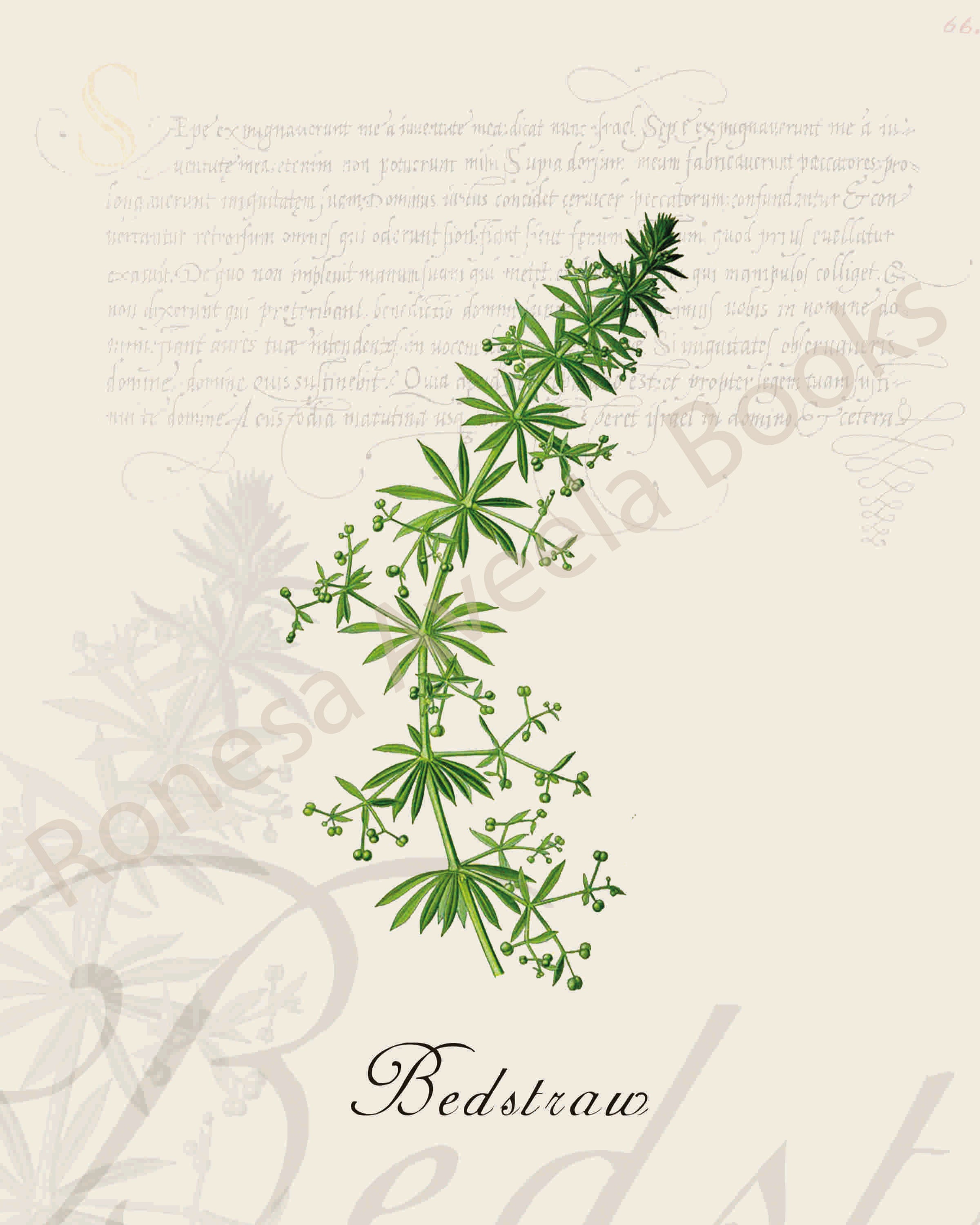 Illustration of a bedstraw plant that is a print in an art book on herbs.