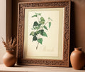 Framed art print of an illustration of a birch branch