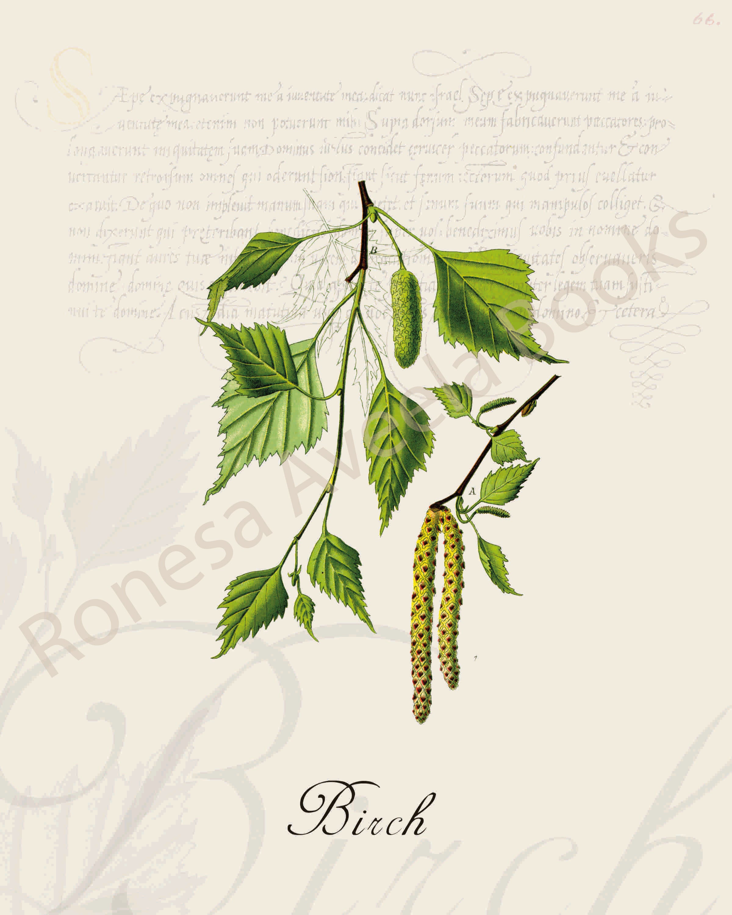 Illustration of a birch plant that is a print in an art book on herbs.