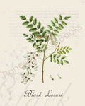 Illustration of a black locust plant that is a print in an art book on herbs.