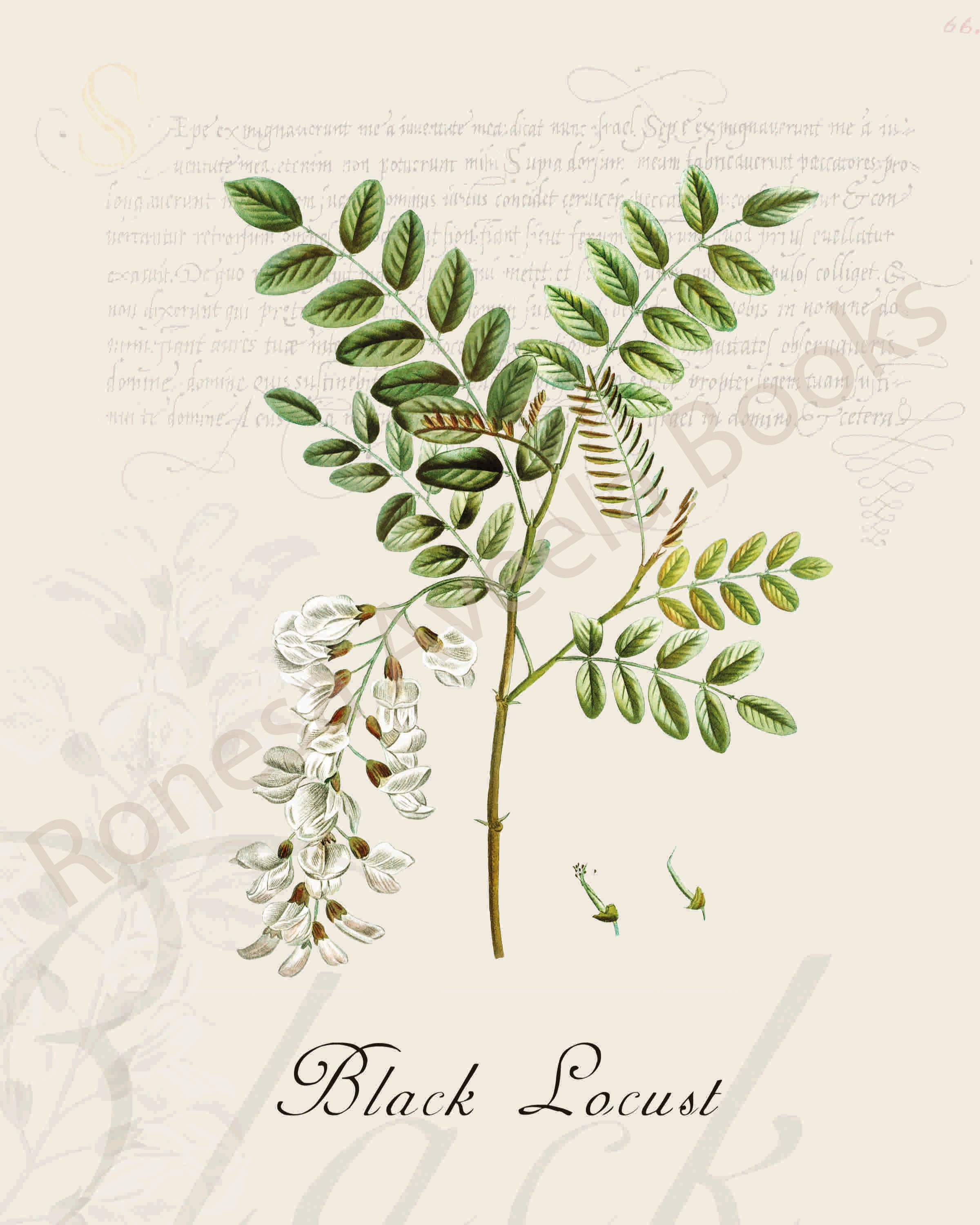 Illustration of a black locust plant that is a print in an art book on herbs.