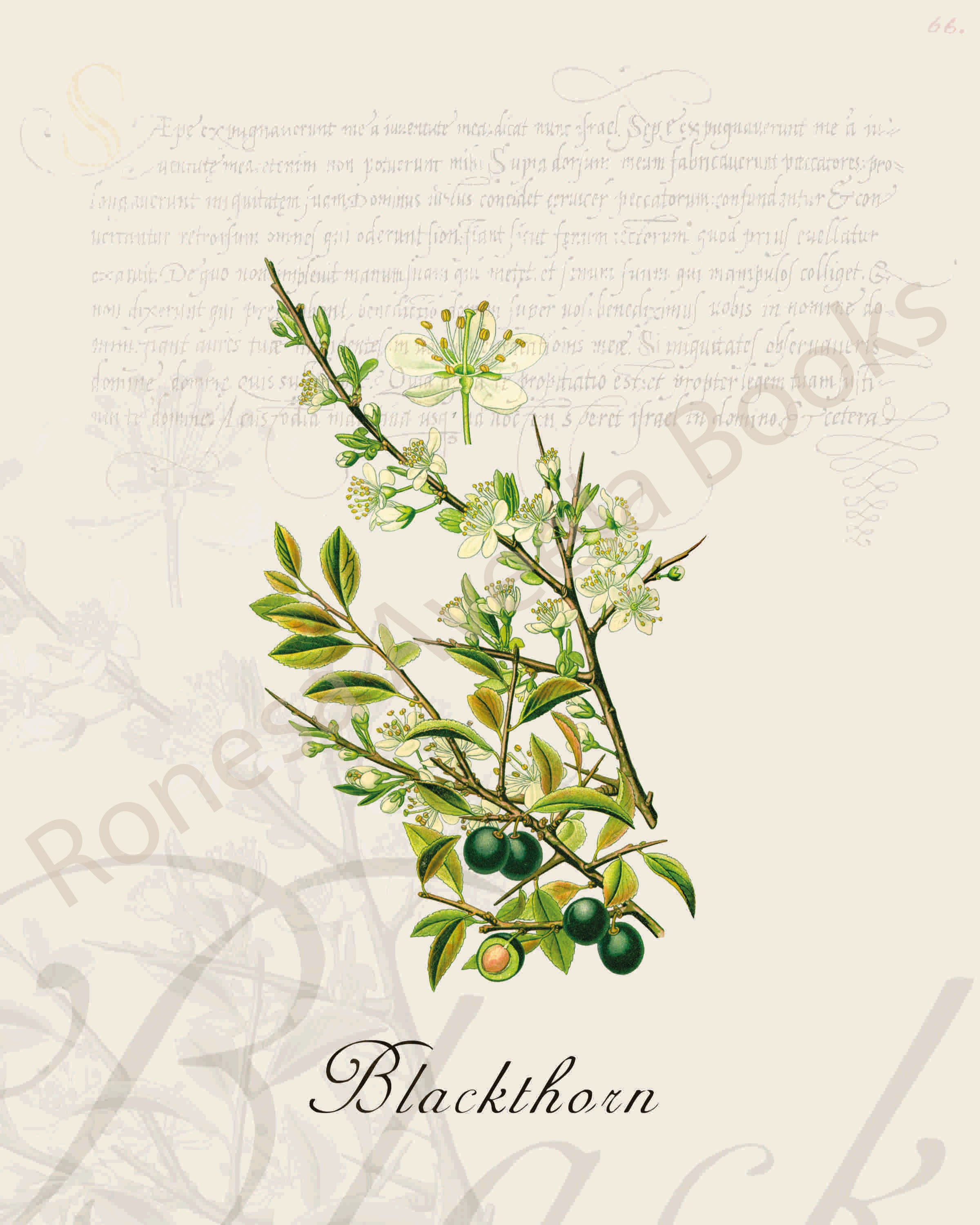 Illustration of a blackthorn plant that is a print in an art book on herbs.