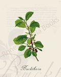 Illustration of a buckthorn plant that is a print in an art book on herbs.