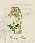 Illustration of a burning bush plant that is a print in an art book on herbs.