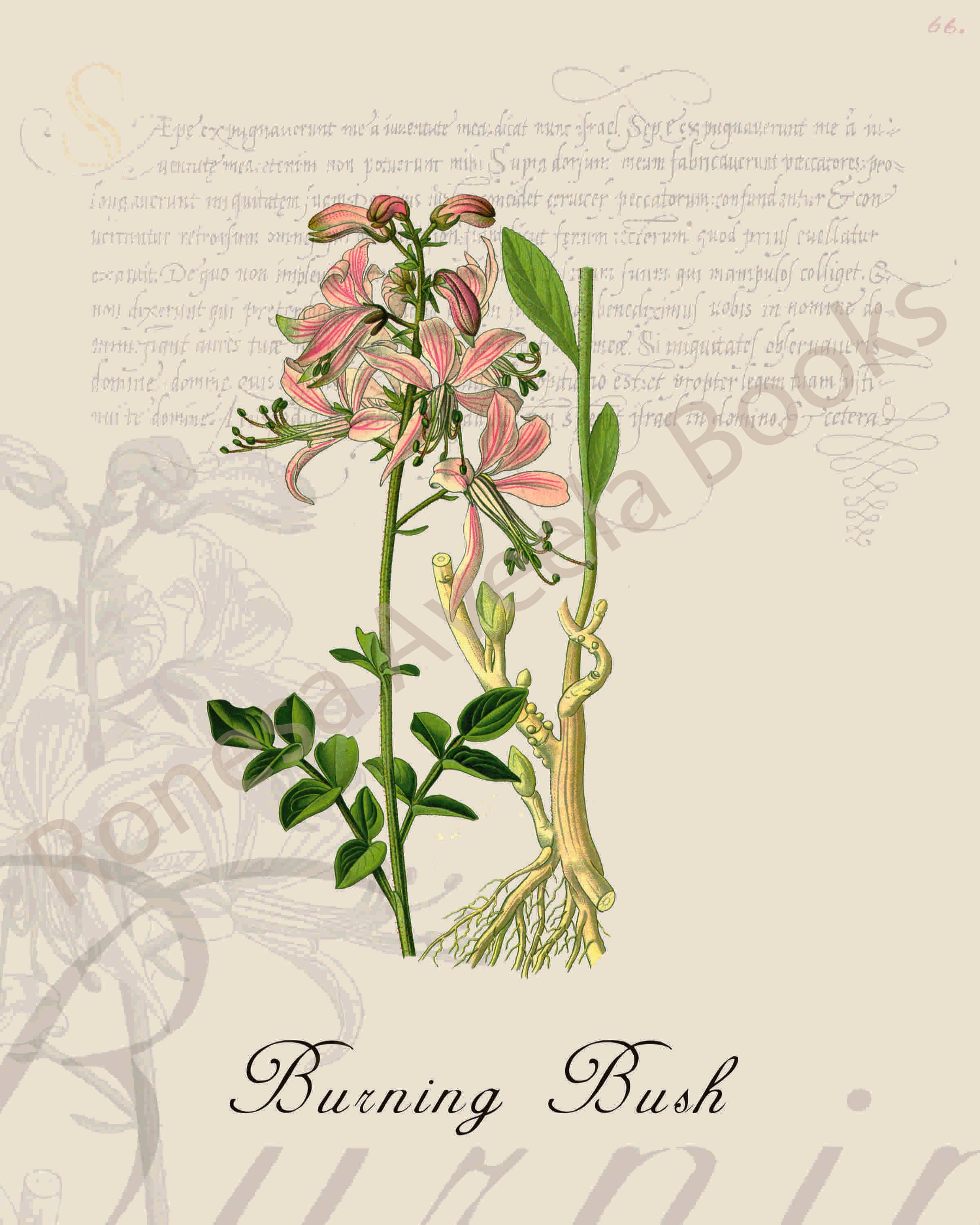 Illustration of a burning bush plant that is a print in an art book on herbs.