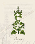 Illustration of a catnip plant that is a print in an art book on herbs.