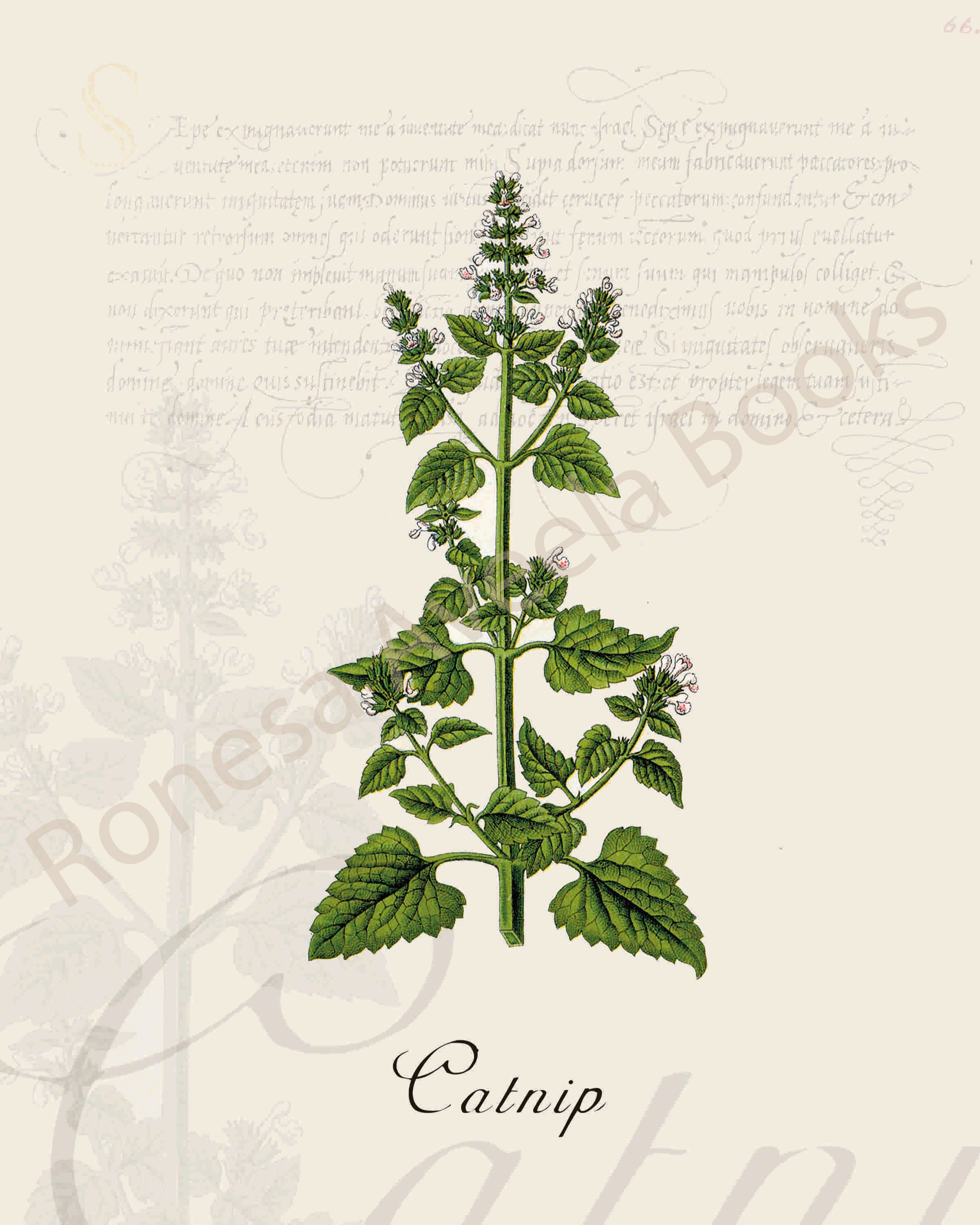 Illustration of a catnip plant that is a print in an art book on herbs.