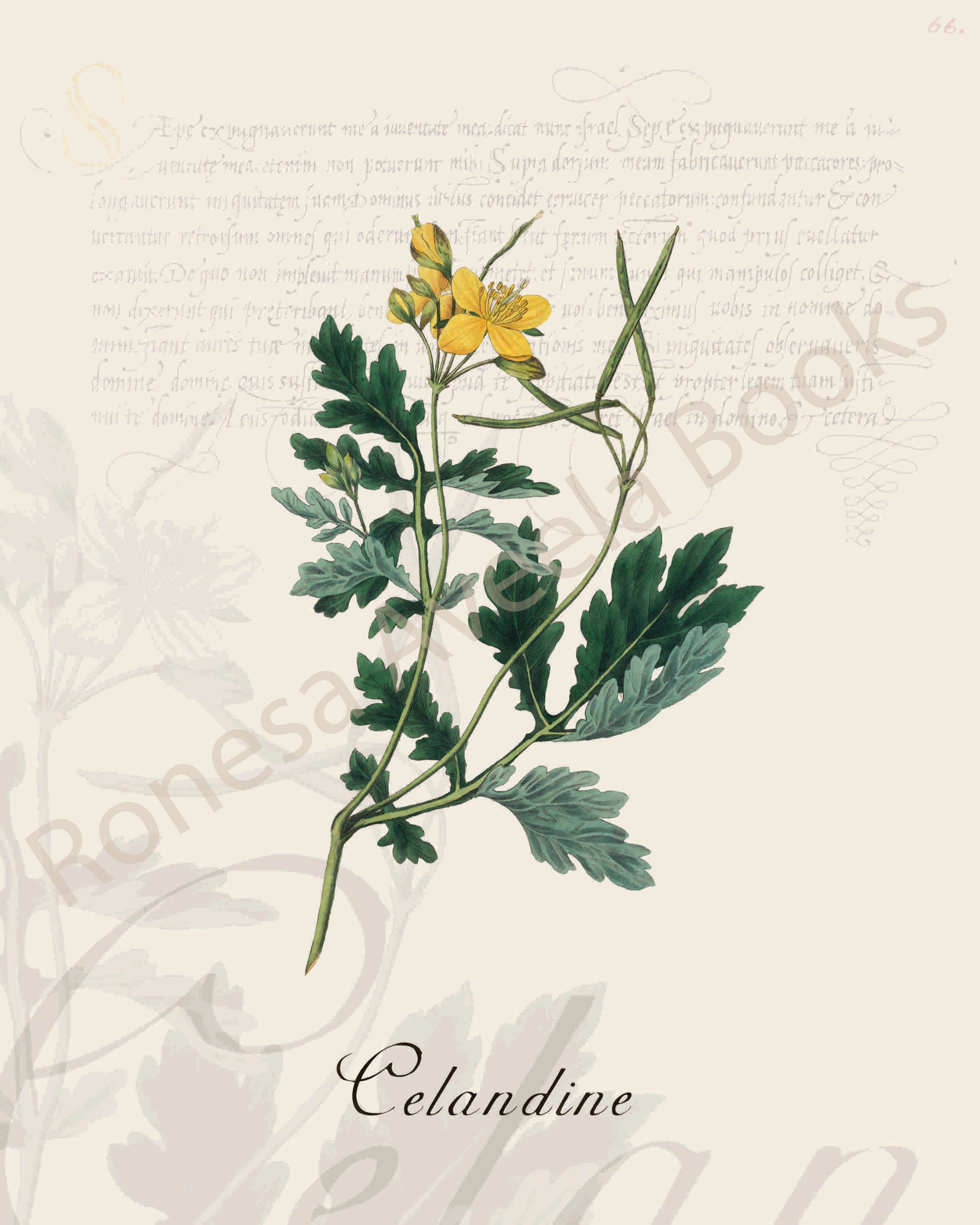 Illustration of a celandine plant that is a print in an art book on herbs.