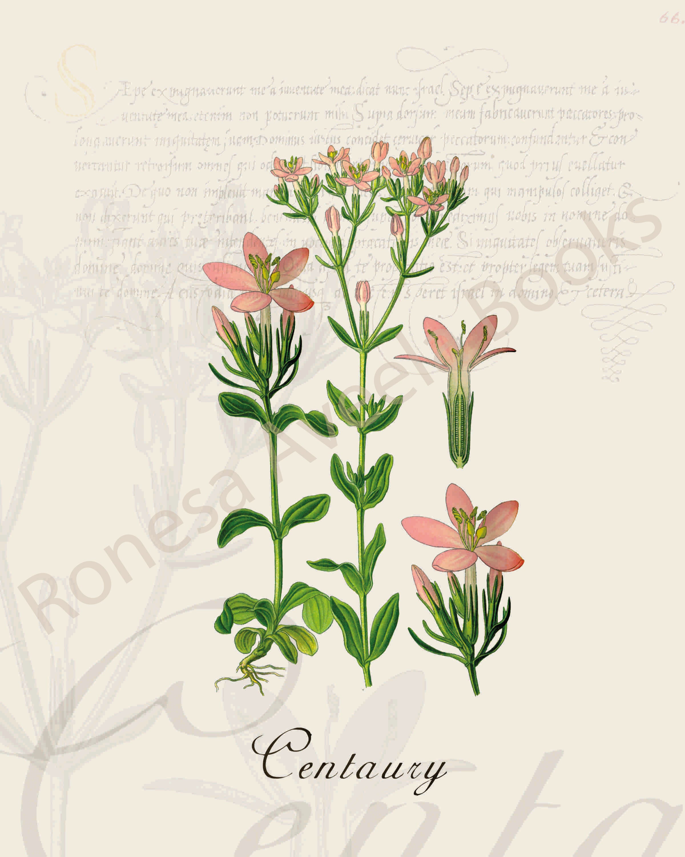 Illustration of a centaury plant that is a print in an art book on herbs.