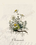 Illustration of a chamomile plant that is a print in an art book on herbs.