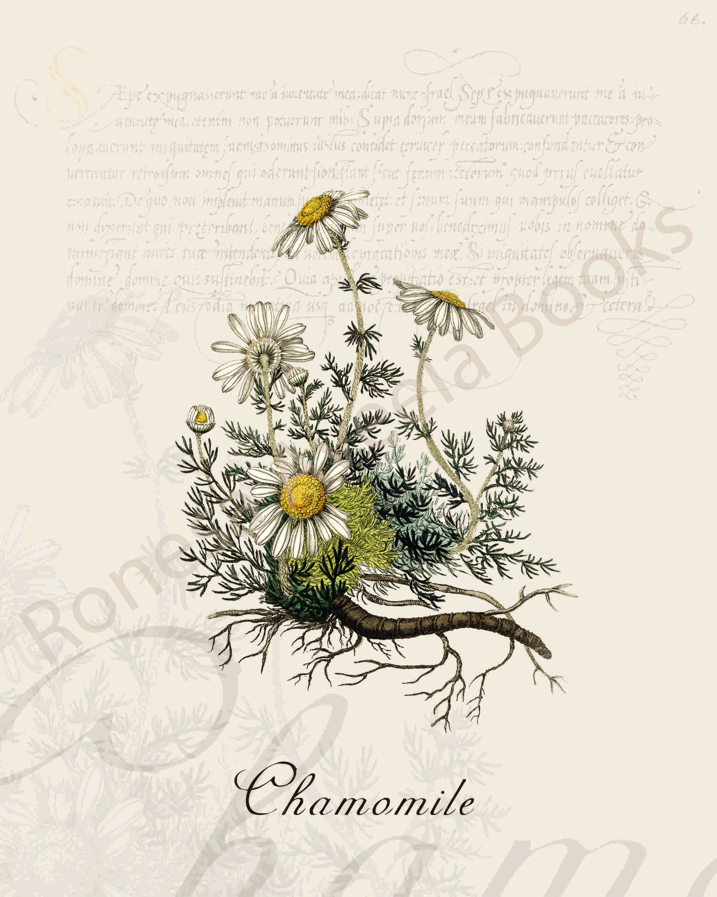 Illustration of a chamomile plant that is a print in an art book on herbs.