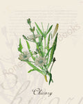 Illustration of a chicory plant that is a print in an art book on herbs.