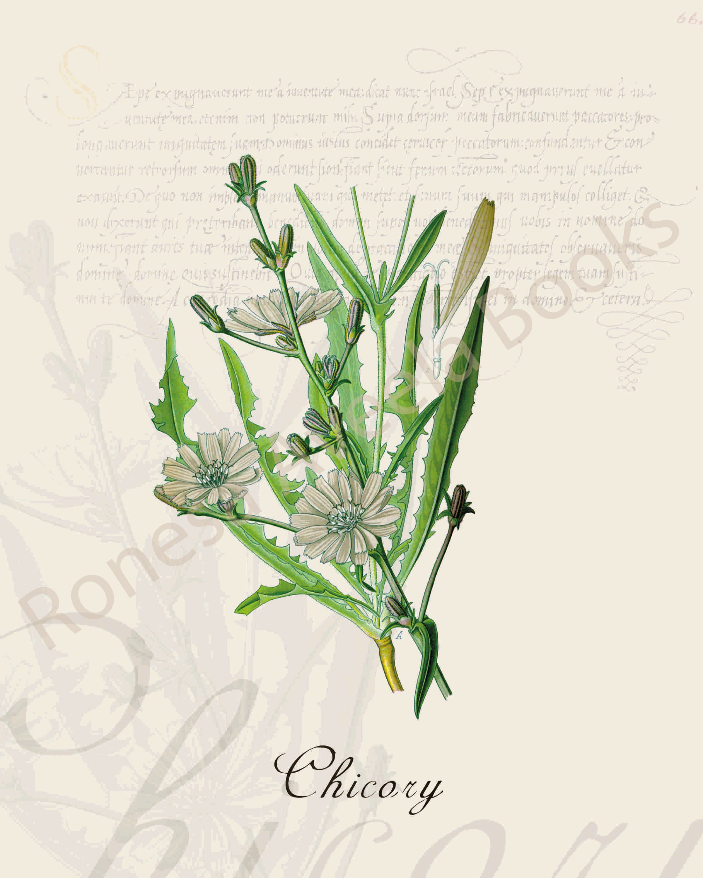 Illustration of a chicory plant that is a print in an art book on herbs.