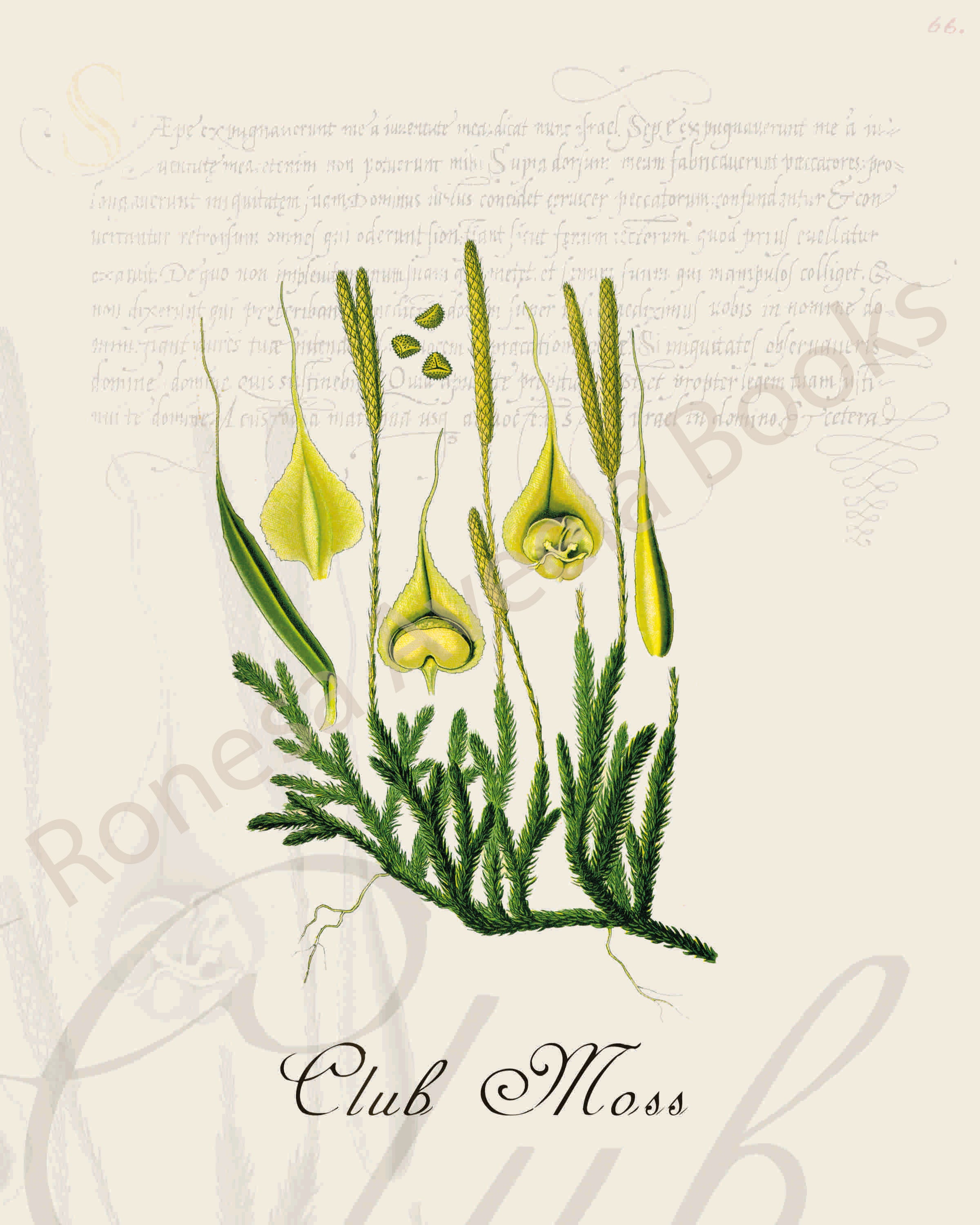 Illustration of a club moss plant that is a print in an art book on herbs.
