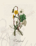 Illustration of a coltsfoot  plant that is a print in an art book on herbs.
