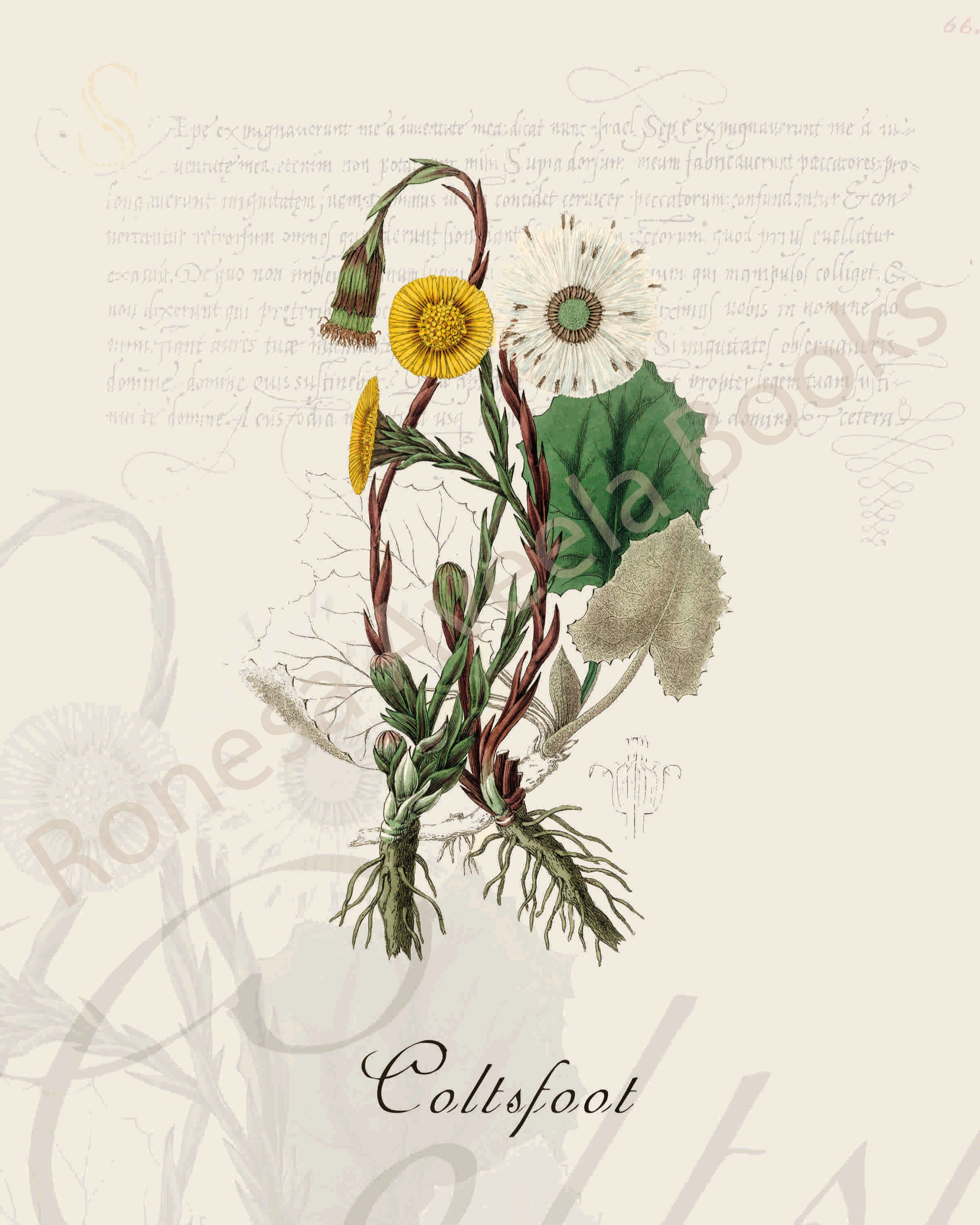 Illustration of a coltsfoot  plant that is a print in an art book on herbs.