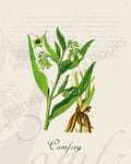 Illustration of a comfrey plant that is a print in an art book on herbs.