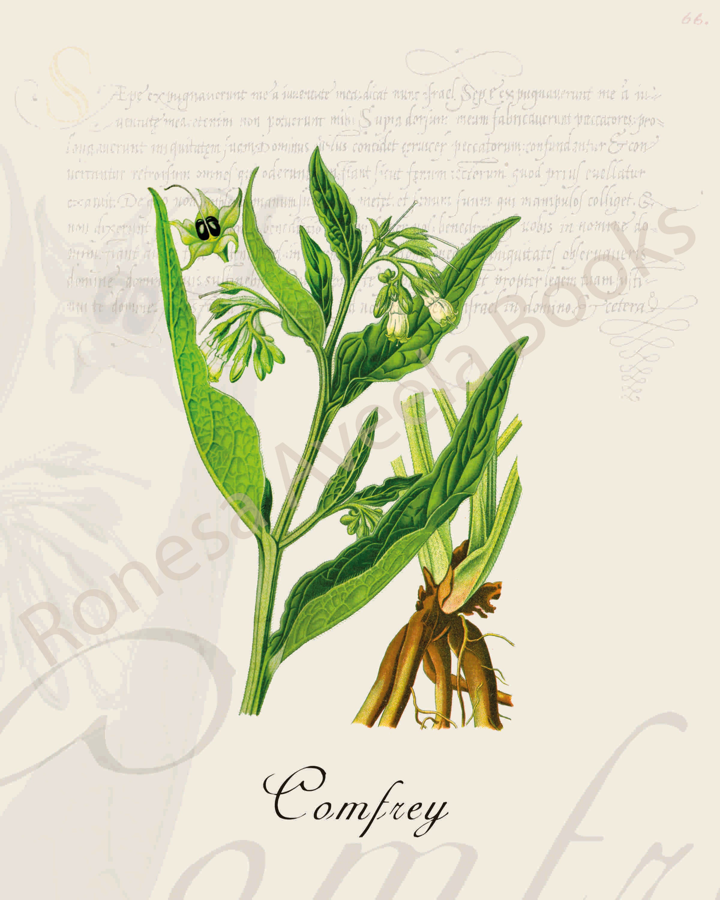 Illustration of a comfrey plant that is a print in an art book on herbs.