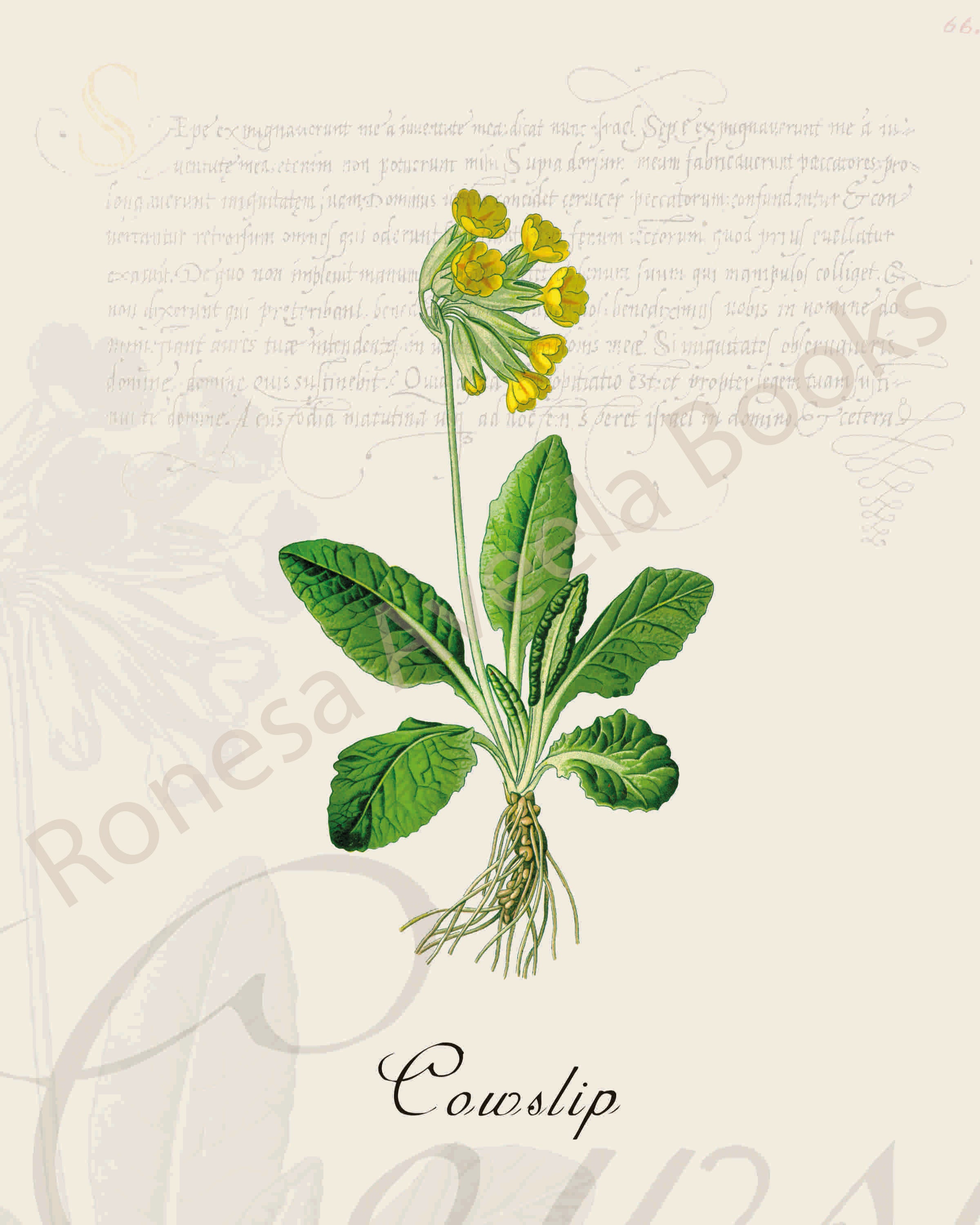 Illustration of a cowslip plant that is a print in an art book on herbs.