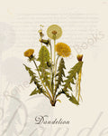 Illustration of a dandelion plant that is a print in an art book on herbs.