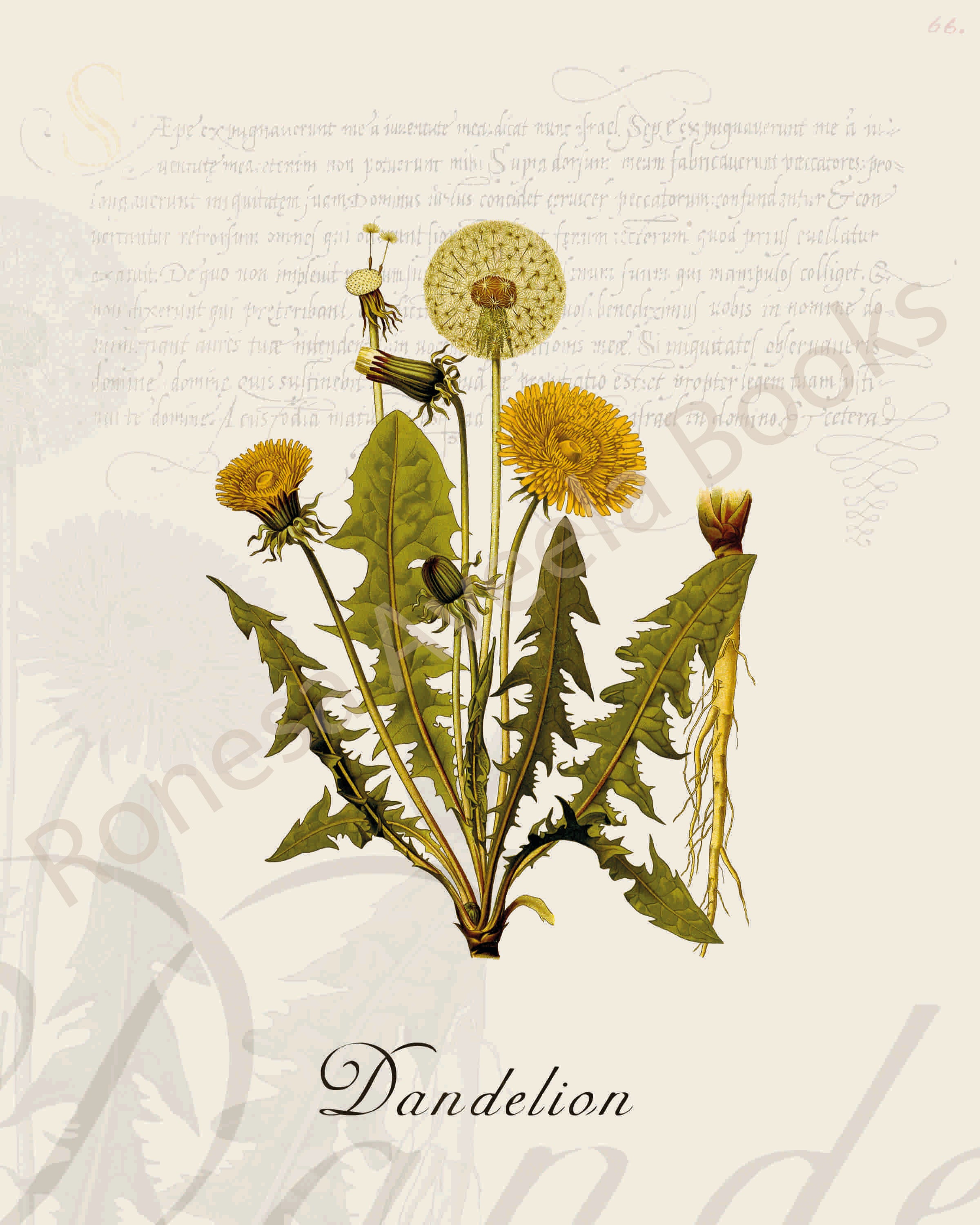 Illustration of a dandelion plant that is a print in an art book on herbs.