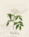 Illustration of an elderberry plant that is a print in an art book on herbs.