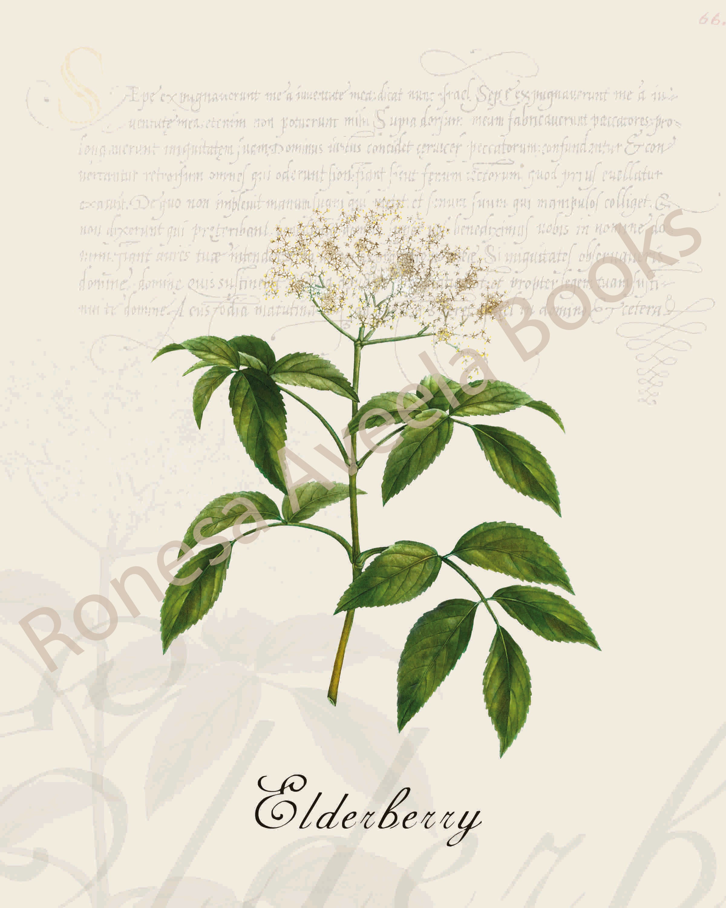Illustration of an elderberry plant that is a print in an art book on herbs.