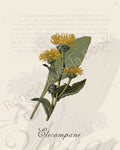 Illustration of an elecampane plant that is a print in an art book on herbs.