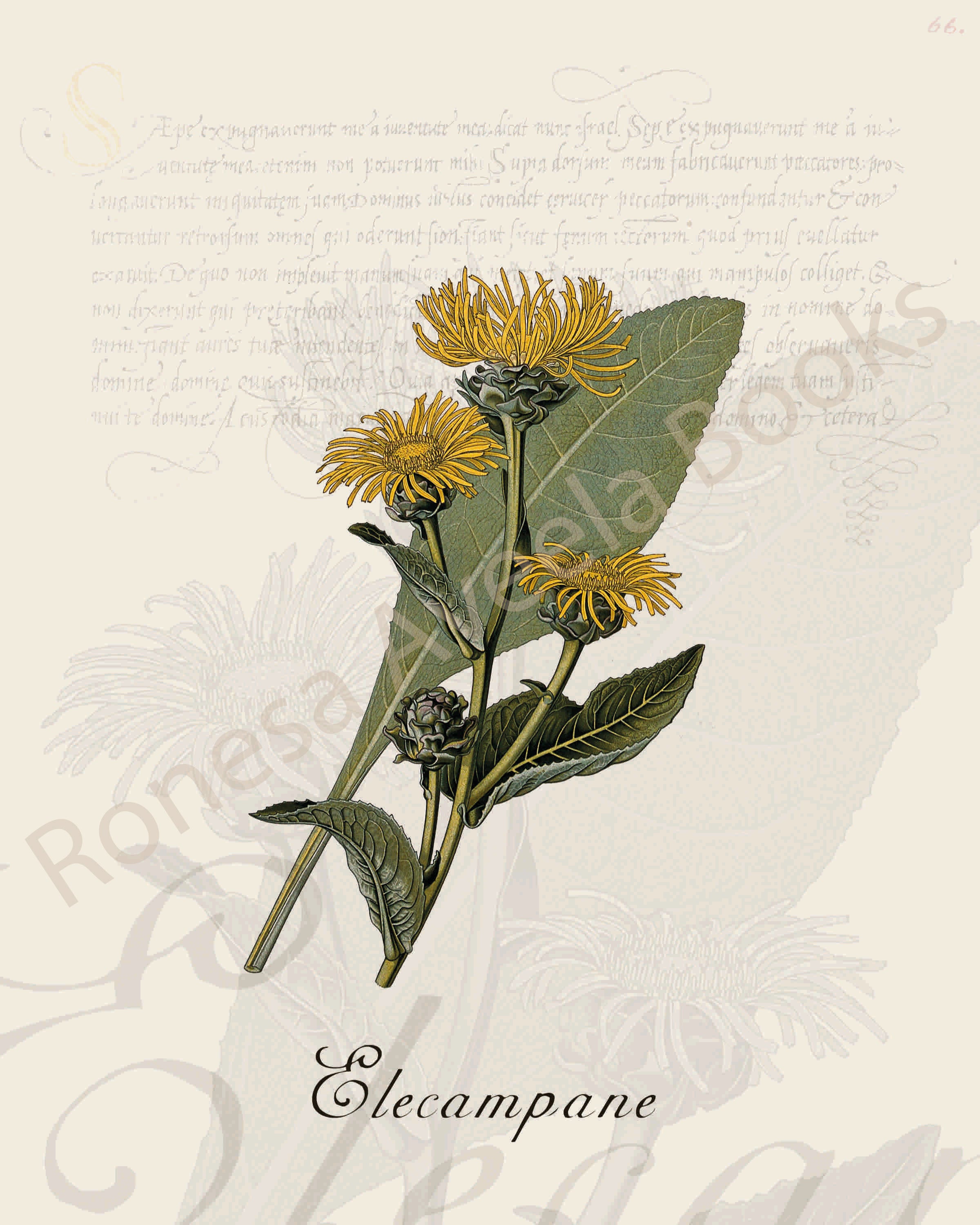 Illustration of an elecampane plant that is a print in an art book on herbs.