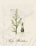 Illustration of a false hellebore plant that is a print in an art book on herbs.