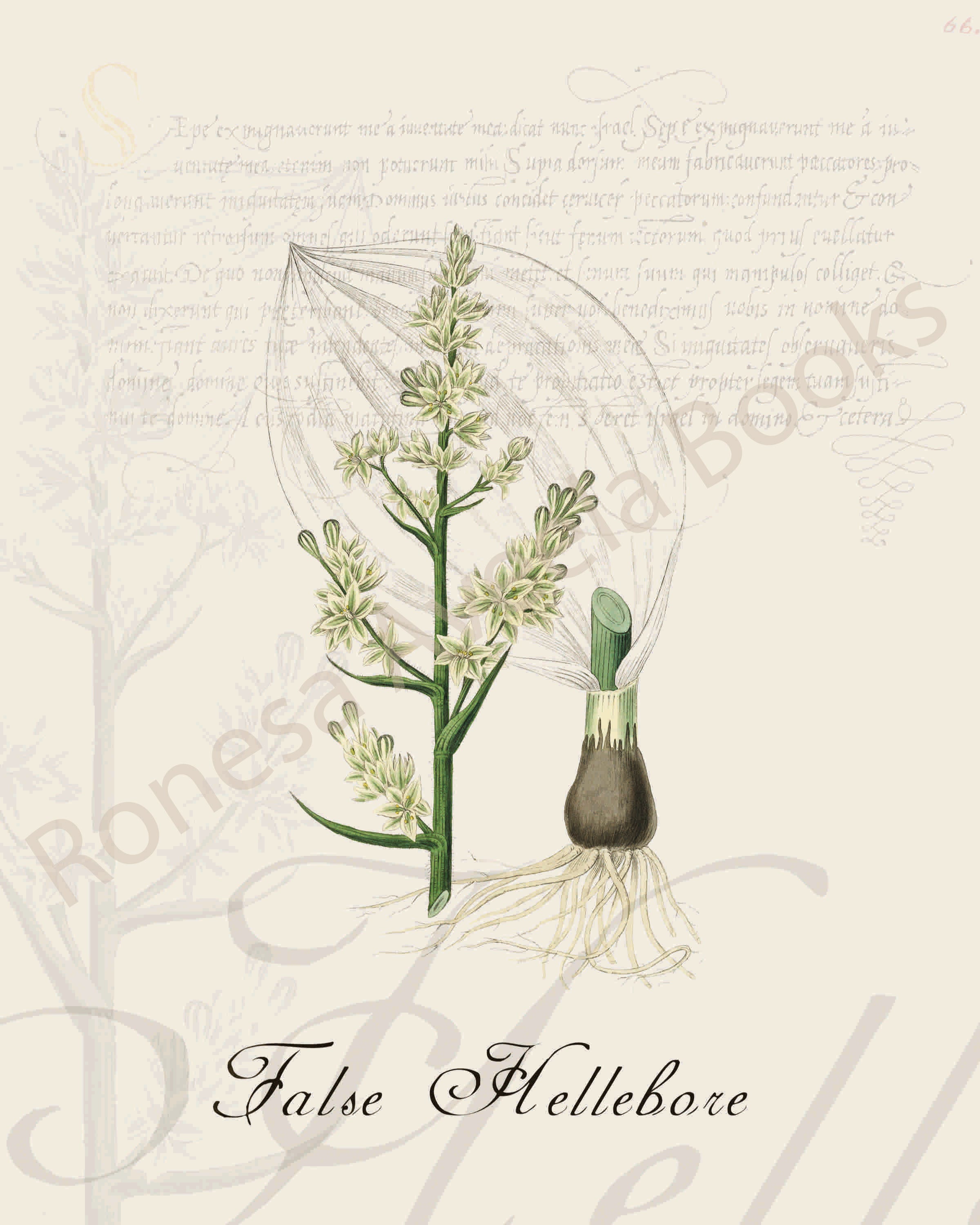 Illustration of a false hellebore plant that is a print in an art book on herbs.