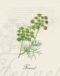 Illustration of a fennel plant that is a print in an art book on herbs.