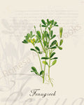 Illustration of a fenugreek plant that is a print in an art book on herbs.