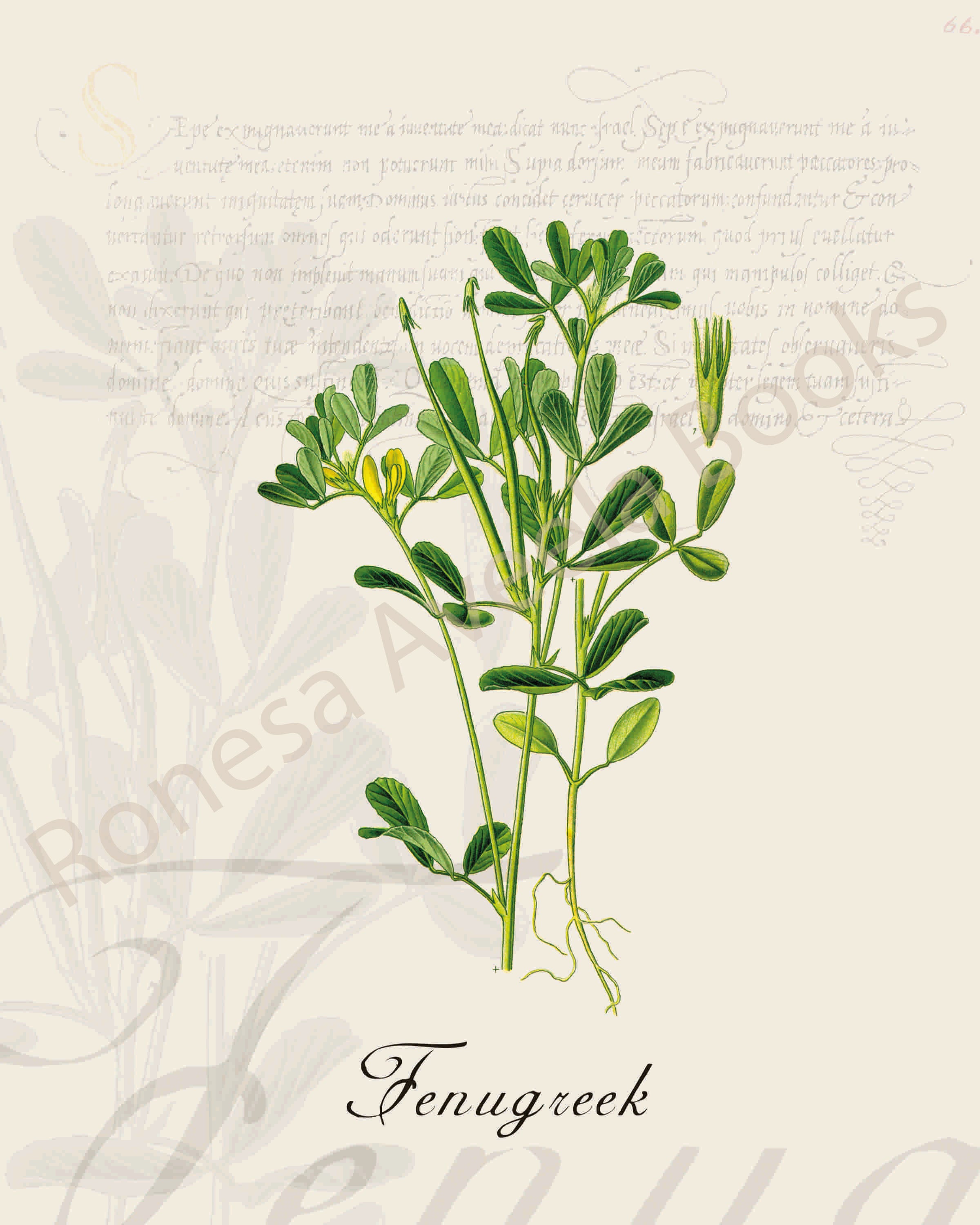 Illustration of a fenugreek plant that is a print in an art book on herbs.