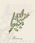 Illustration of a fumitory plant that is a print in an art book on herbs.