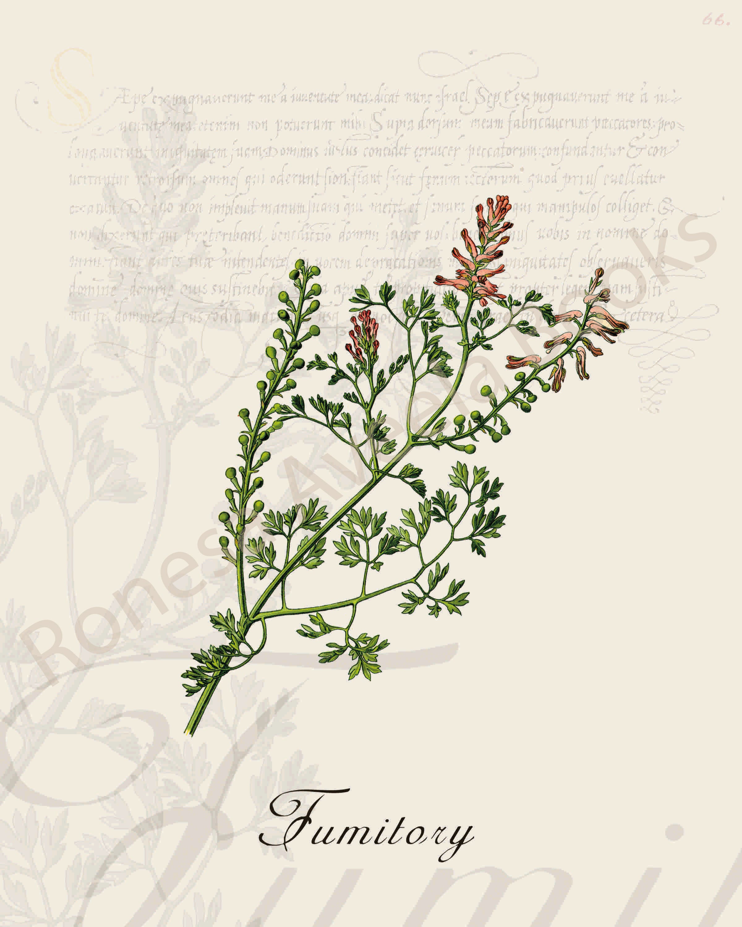 Illustration of a fumitory plant that is a print in an art book on herbs.