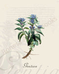 Illustration of a gentian plant that is a print in an art book on herbs.