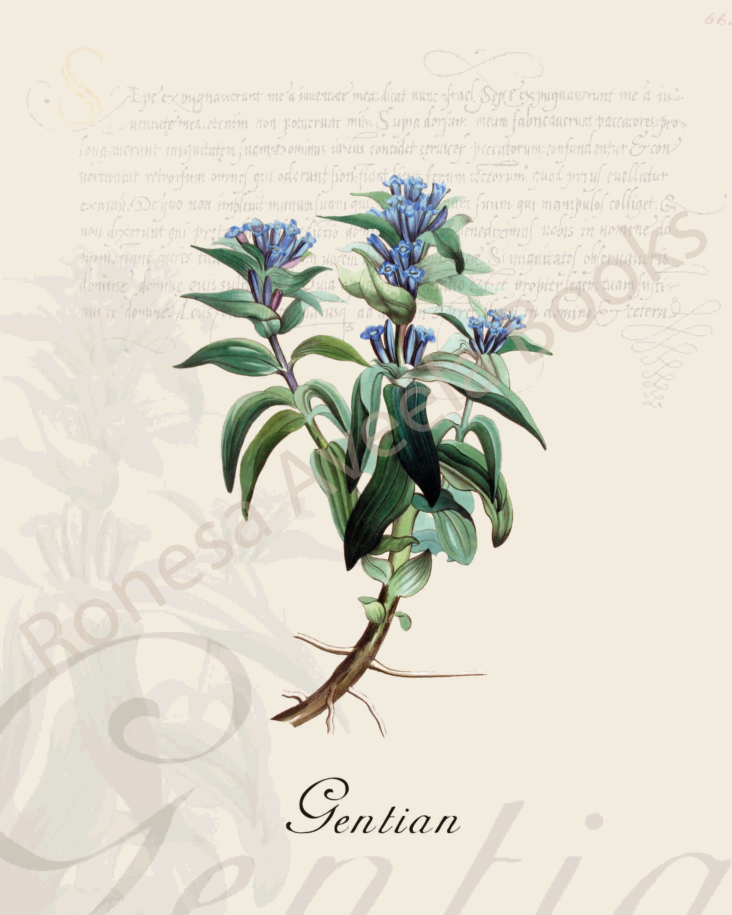 Illustration of a gentian plant that is a print in an art book on herbs.