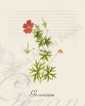 Illustration of a geranium plant that is a print in an art book on herbs.