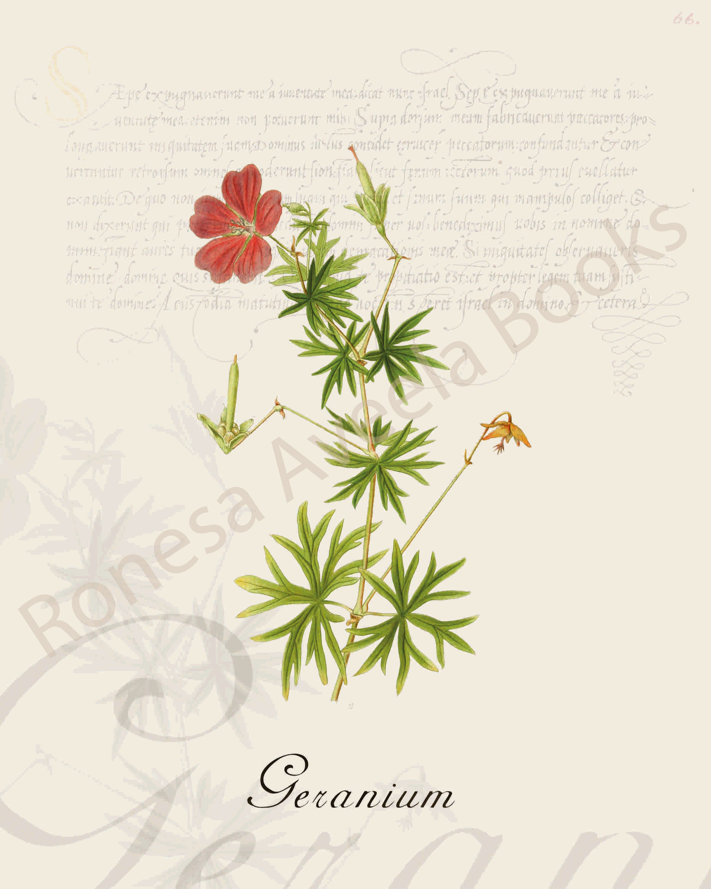 Illustration of a geranium plant that is a print in an art book on herbs.