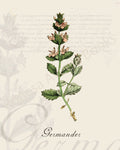 Illustration of a germander plant that is a print in an art book on herbs.