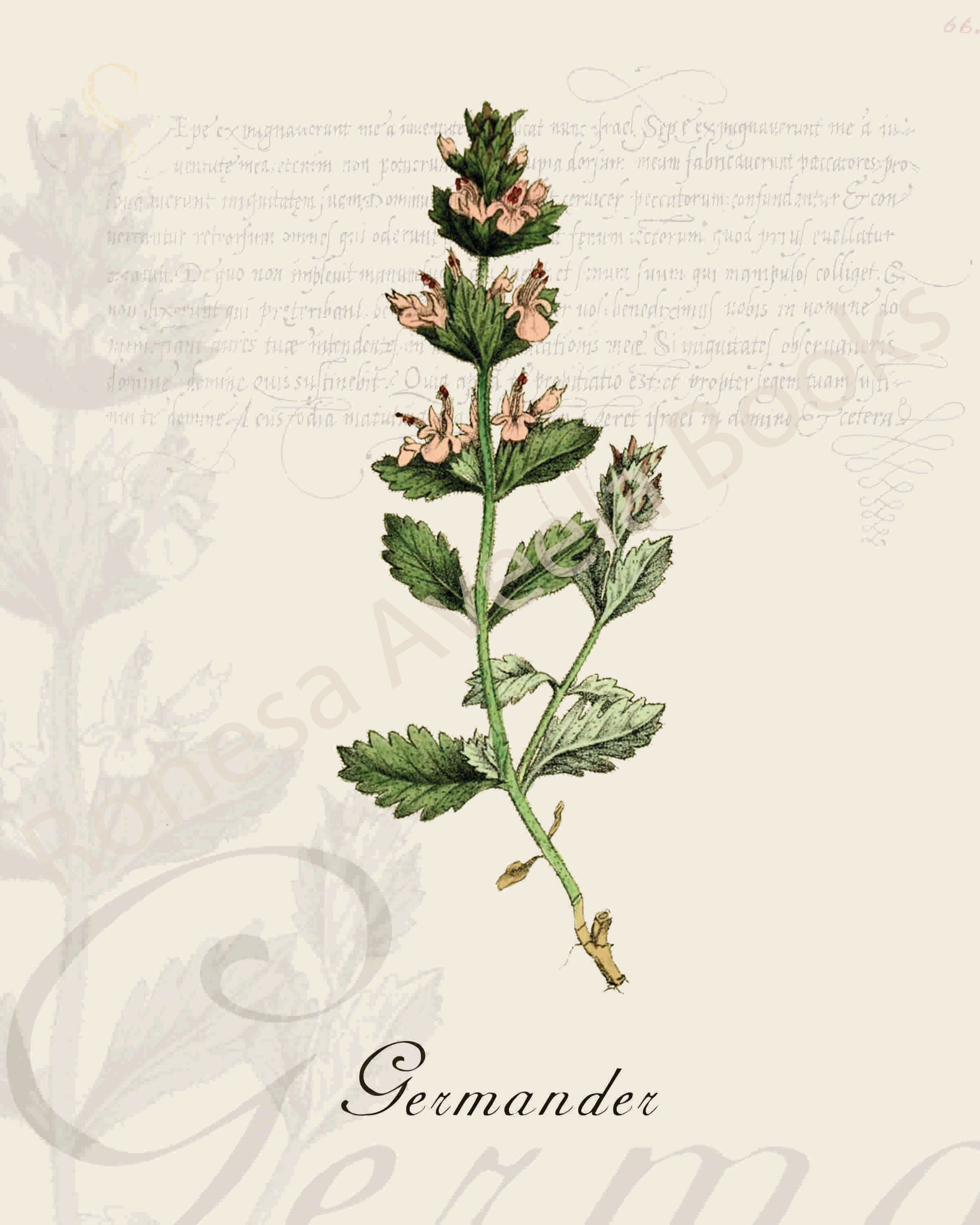 Illustration of a germander plant that is a print in an art book on herbs.