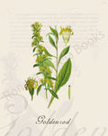 Illustration of a goldenrod plant that is a print in an art book on herbs.